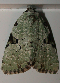 Green Leuconycta